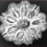 9 Mukhi Rudraksha 25.9mm 5.9gm - Xray