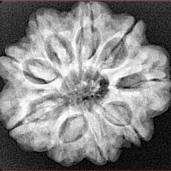 9 Mukhi Rudraksha 25.9mm 5.9gm - Xray