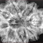 9 Mukhi Rudraksha 33mm 7.5gm - Xray