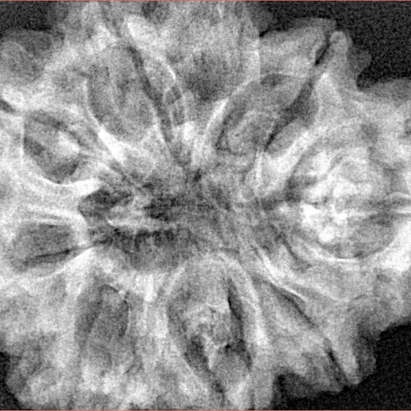 9 Mukhi Rudraksha 33mm 7.5gm - Xray