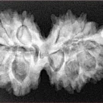 G.S with Sawar (12+1) 35.8mm 6gm - Xray