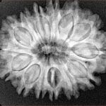 14 Mukhi Rudraksha 28.8mm 5.25gm - Xray