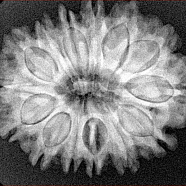 14 Mukhi Rudraksha 28.8mm 5.25gm - Xray