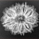 10 Mukhi Rudraksha 24.7mm 3.37gm - Xray