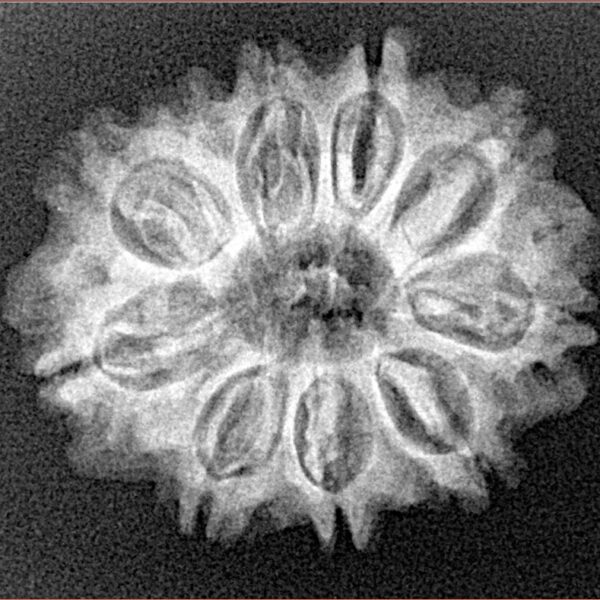 10 Mukhi Rudraksha 24.7mm 3.37gm - Xray