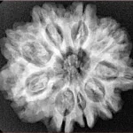9 Mukhi Rudraksha 26.8mm 4.93gm - Xray