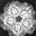 1MK(Underdeveloped) 22.4mm 3.89gm - Xray