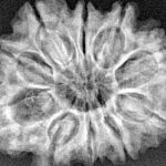 10 Mukhi Rudraksha 28.7mm 5gm - Xray