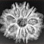 9 Mukhi Rudraksha 25.9mm 4.32gm - Xray
