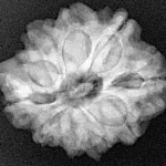 9 Mukhi Ganesh 23.1mm 4.14gm - Xray