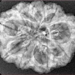 9 Mukhi Rudraksha 29mm 4.32gm - Xray