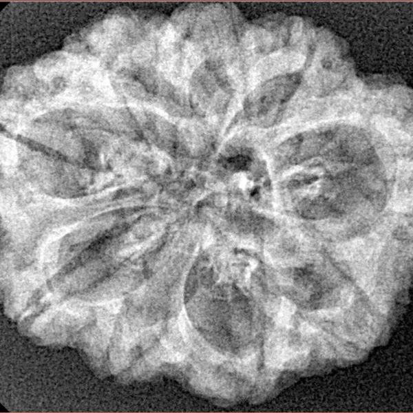 9 Mukhi Rudraksha 29mm 4.32gm - Xray
