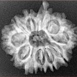 11 Mukhi Ganesh 25mm 3.47gm - Xray