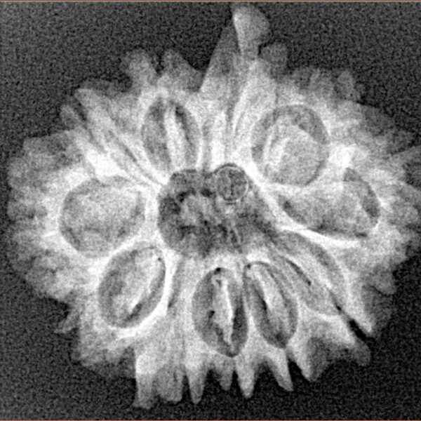 11 Mukhi Ganesh 25mm 3.47gm - Xray