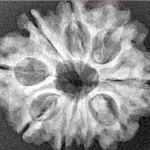 9 Mukhi Rudraksha 25.3mm 3.89gm - Xray