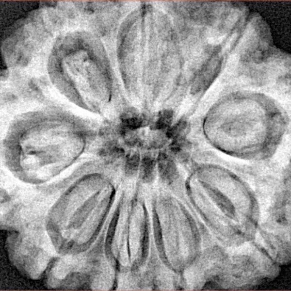 9 Mukhi Rudraksha 32.2mm 9gm - Xray