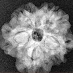 1MK(Underdeveloped) 23.6mm 4.14gm - Xray