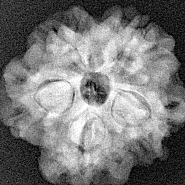 1MK(Underdeveloped) 23.6mm 4.14gm - Xray