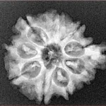 9 Mukhi Ganesh 25.8mm 3.61gm - Xray