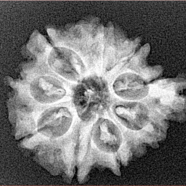 9 Mukhi Ganesh 25.8mm 3.61gm - Xray