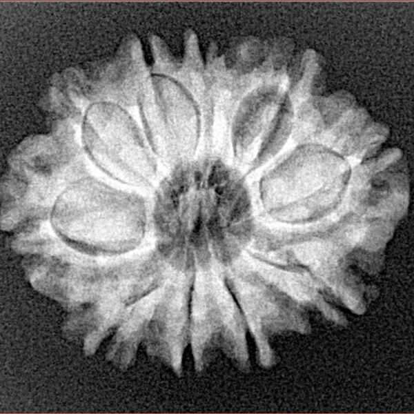 10 Mukhi Rudraksha 25mm 3.57gm - Xray