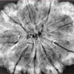 9 Mukhi Rudraksha 33.8mm 6.08gm - Xray