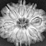 9 Mukhi Rudraksha 25mm 4.23gm - Xray