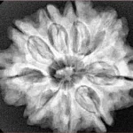 9 Mukhi Rudraksha 28.1mm 6.58gm - Xray