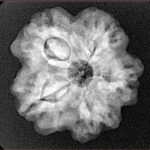 1MK(Underdeveloped) 23.4mm 4.28gm - Xray