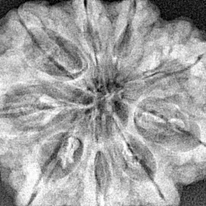 9 Mukhi Rudraksha 33.4mm 7.5gm - Xray