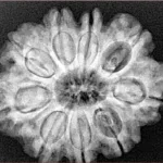 9 Mukhi Rudraksha 28mm 6gm - Xray