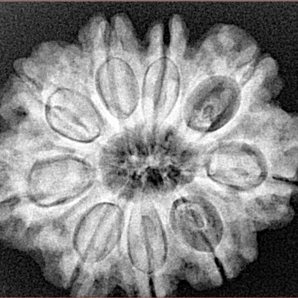 9 Mukhi Rudraksha 28mm 6gm - Xray