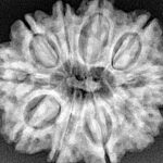 10 Mukhi Rudraksha 29.9mm 6.5gm - Xray