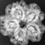 1MK(Underdeveloped) 24.5mm 4.56gm - Xray