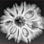 9 Mukhi Rudraksha 25.7mm 4.38gm - Xray