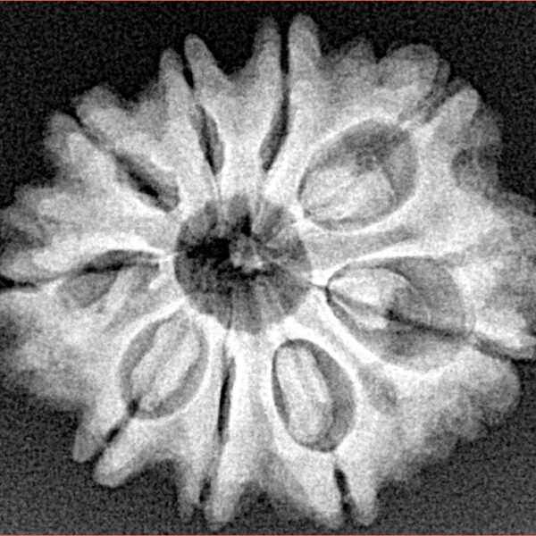 9 Mukhi Rudraksha 25.7mm 4.38gm - Xray