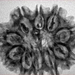 10 Mukhi Rudraksha 29.2mm 5.07gm - Xray