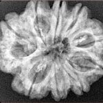 10 Mukhi Rudraksha 28.1mm 5gm - Xray