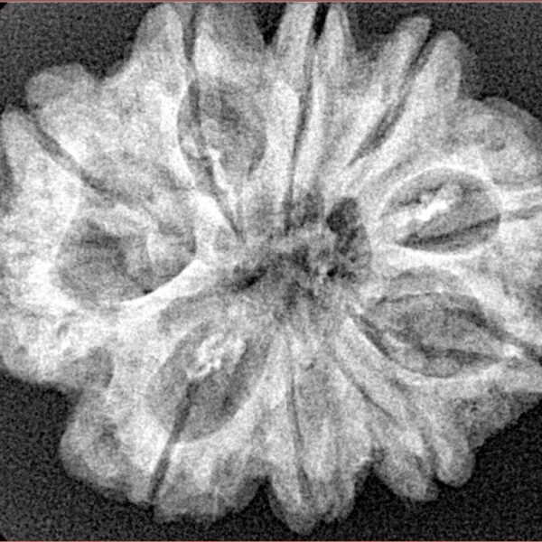 10 Mukhi Rudraksha 28.1mm 5gm - Xray