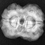 2 Mukhi Rudraksha 24mm 3.52gm - Xray