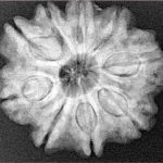 9 Mukhi Rudraksha 25.2mm 5.63gm - Xray