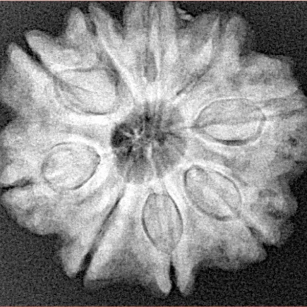 9 Mukhi Rudraksha 25.2mm 5.63gm - Xray