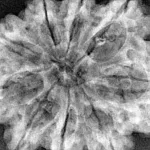 9 Mukhi Rudraksha 33.1mm 7.33gm - Xray