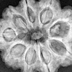 9 Mukhi Rudraksha 28.3mm 6.42gm - Xray