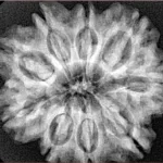 9 Mukhi Rudraksha 28.3mm 5.93gm - Xray