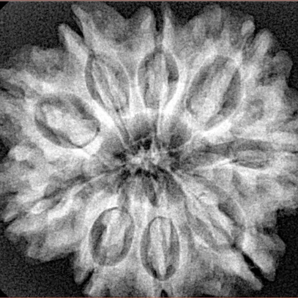 9 Mukhi Rudraksha 28.3mm 5.93gm - Xray