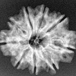 9 Mukhi Rudraksha 25.9mm 4gm - Xray