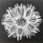 10 Mukhi Rudraksha 24.5mm 2.92gm - Xray
