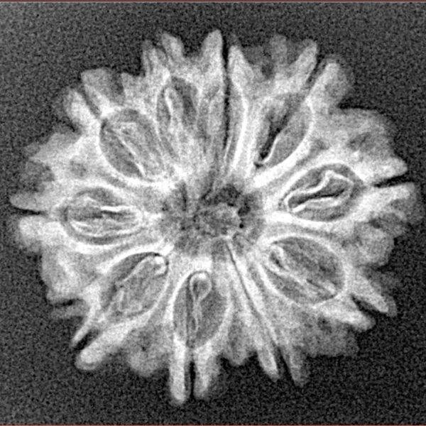 10 Mukhi Rudraksha 24.5mm 2.92gm - Xray