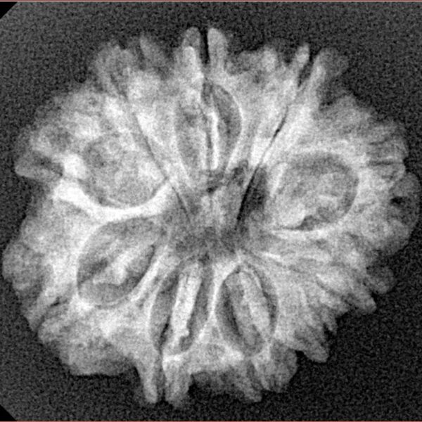 10 Mukhi Rudraksha 25.3mm 3.69gm - Xray